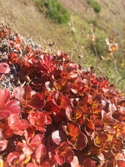 Rhododendron camtschaticum