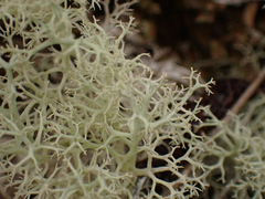 Cladonia portentosa