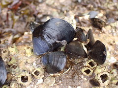 Mytilus trossulus