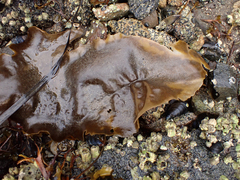 Saccharina latissima