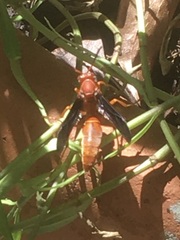 Polistes carolina