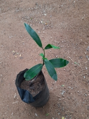 Diospyros malabarica