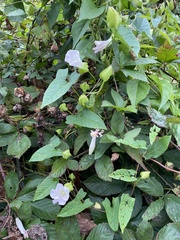 Calystegia silvatica fraterniflora