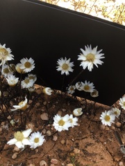 Rhodanthe corymbiflora