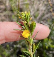 Phyllota phylicoides