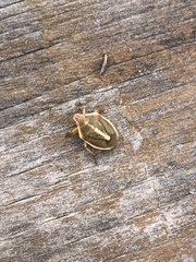 Rhytidolomia