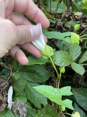 Calystegia silvatica fraterniflora