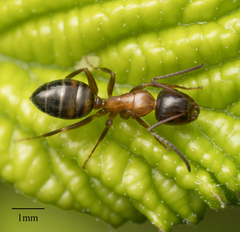 Camponotus essigi