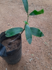 Diospyros malabarica