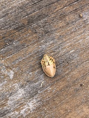 Rhytidolomia