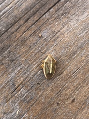 Rhytidolomia
