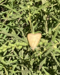 Pyraustini