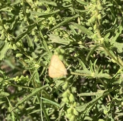 Pyraustini