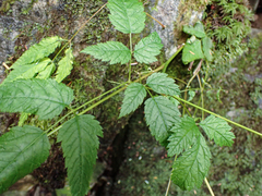 Aruncus dioicus