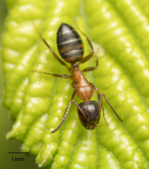 Camponotus essigi