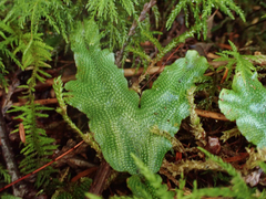 Conocephalum conicum