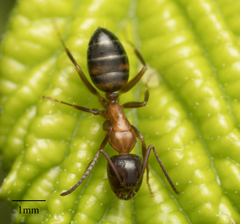 Camponotus essigi