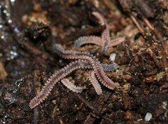 Gosodesmus claremontus