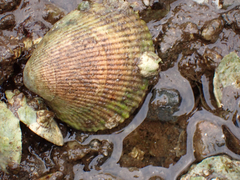 Clinocardium nuttallii