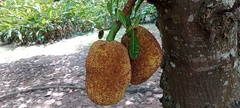 Artocarpus integer