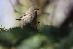 Setophaga coronata auduboni