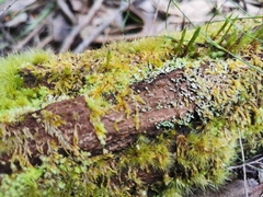 Campylopus introflexus