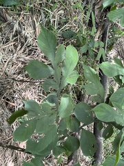 Amorphophallus hirtus