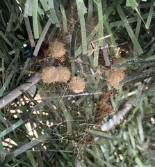 Latrodectus