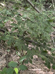 Amorphophallus hirtus