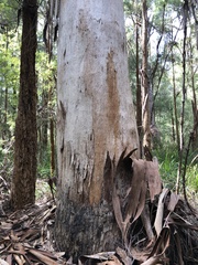 Eucalyptus diversicolor