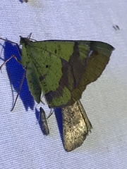 Erastria decrepitaria