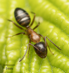 Camponotus essigi