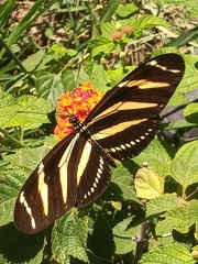 Heliconius charithonia vazquezae