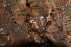 Gosodesmus claremontus