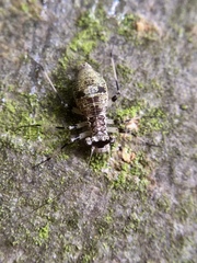Mesopsocus fuscifrons