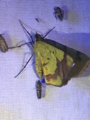 Erastria decrepitaria