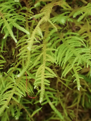 Kindbergia oregana