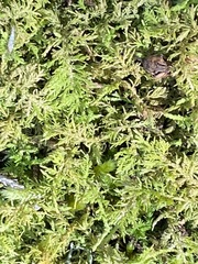 Thuidium