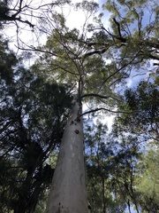 Eucalyptus diversicolor