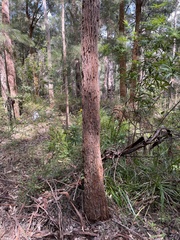 Allocasuarina decussata