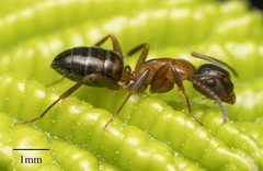 Camponotus essigi