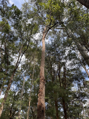 Allocasuarina decussata (Benth.) L.A.S.Johnson