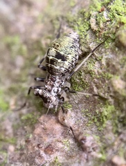 Mesopsocus fuscifrons