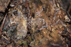 Gosodesmus claremontus