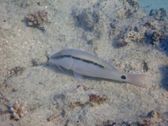 Parupeneus barberinus