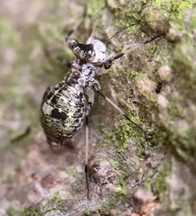 Mesopsocus fuscifrons