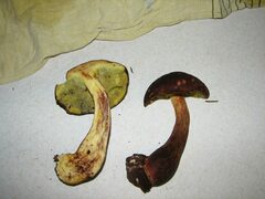 Aureoboletus mirabilis