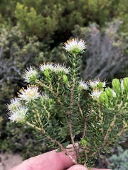 Agathosma robusta