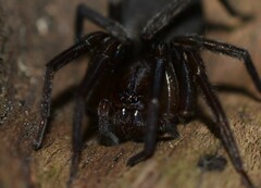 Araneomorphae