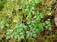 Coptis aspleniifolia